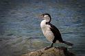 085 Kaikoura, Bonte Aalscholver